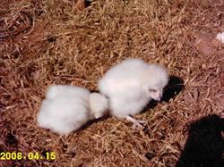 Horario de apertura Pollos Salas S.a., Manacor