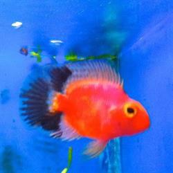Acuario Costa Rica en Madrid (Chamartín) - Horario de apertura
