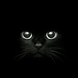 Tot Cat Clinica Felina en Barcelona (Eixample) - Horario de apertura
