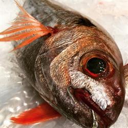 Horario de apertura Pescaderia Coro Sotero, Donostia-San Sebastián