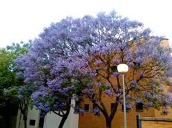 Horario de apertura Instituto de Educacion Secundaria Jacarandá, Brenes