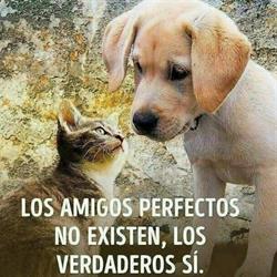 Horario de apertura centro veterinario las torres, Las Torres de Cotillas