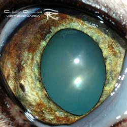Horario de apertura Clinica Ocular Veterinaria, Las Huesas