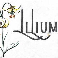 Horario de apertura Restaurante Lilium, Jaca