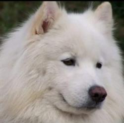Horario de apertura Samoyedo, Azuqueca de Henares