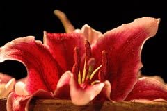 Centro de Ayurveda en Palma de Mallorca (Ponent) - Horario de apertura