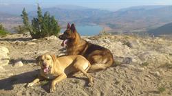 Horario de apertura Clínica Veterinària Gosigat, Tremp