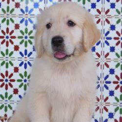 Horario de apertura Criadero Canino Laurisilva, La Orotava