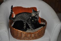 Centre Veterinari Joanic en Barcelona (Gràcia) - Horario de apertura