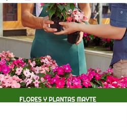 Flores y Plantas Mayte en Madrid (Chamartín) - Horario de apertura
