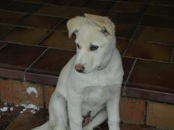 Horario de apertura Centro Veterinario Algete, 