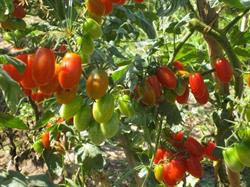 Verduras Bubub en Barcelona (Ciutat Vella) - Horario de apertura