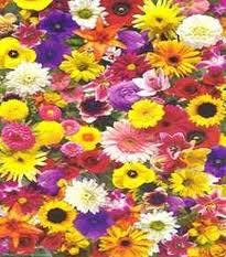 Horario de apertura FLORISTERIA TESABEL, Buñol