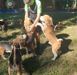Horario de apertura Beagles Dexaraiz, Jaraiz de la Vera