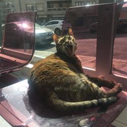 Centro Veterinario Deusto en Bilbao (Deusto) - Horario de apertura