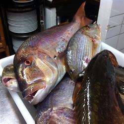 Horario de apertura Restaurante SA Jambina, Calella de Palafrugell