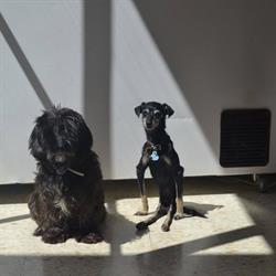Horario de apertura Clínica Veterinaria Deros, Montilla
