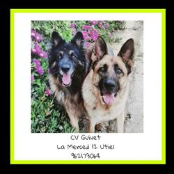 Horario de apertura Centro Veterinario Guivet, Utiel
