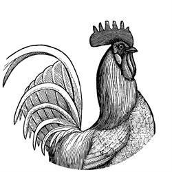 El Gallo en Toledo (Toledo) - Horario de apertura