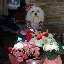 Horario de apertura Floristería Acanto, Sant Feliu de Guíxols