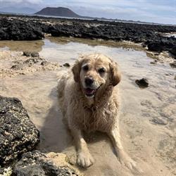 Horario de apertura Clinica Veterinaria Corralejo, 