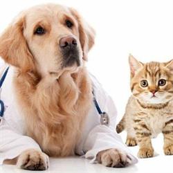 Clinica Veterinaria Quart, S.l. en Valencia (Extramurs) - Horario de apertura