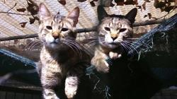 Horario de apertura Associació Protectora D'animals i Plantes de Tarragona, 
