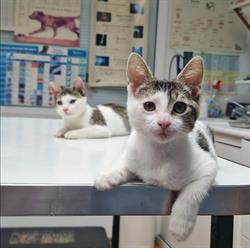 Clinica Veterinaria Coso en Zaragoza (Casco Antiguo) - Horario de apertura