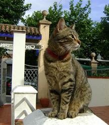 Horario de apertura Clínica Veterinaria Marina, Santa Coloma de Gramenet