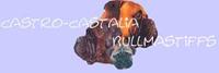 Horario de apertura Castro-Castalia Bullmastiffs, Valdemorillo