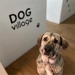 Horario de apertura Dog Village Hotel Canino, La Gineta