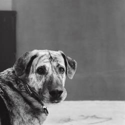 Horario de apertura Dog Village Hotel Canino, La Gineta