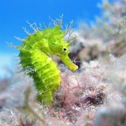Horario de apertura East Coast Divers, Portocolom
