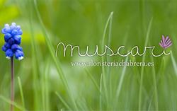 Horario de apertura MUSCARI Floristeria Chabrera, Castellón de la Plana