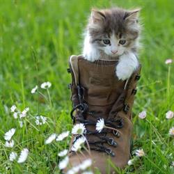Horario de apertura El Gato Con Botas, A Coruña