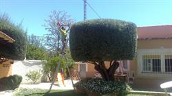 Horario de apertura Mundo Jardín Alicante, 