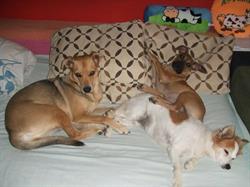 Horario de apertura PET'S HOME, Palm-Mar