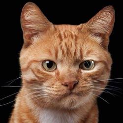 Horario de apertura CLINICA VETERINARIA INTEGRATIVA PATAS ARRIBA, Ciudad Real