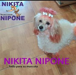 Horario de apertura Nikita Nipone, Molina de Segura