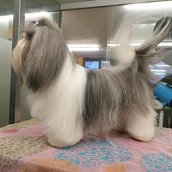 Horario de apertura Peluquería Canina Zaunk, Berriozar