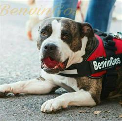 Horario de apertura Benvingos, Valencia