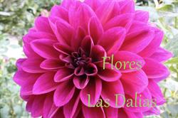 Horario de apertura Floristería las Dalias, Las Navas del Marqués