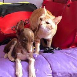 Horario de apertura Consultorio Veterinario Huellas, Quintanar de la Orden