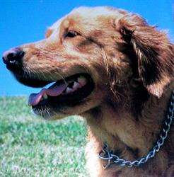 Horario de apertura Fisioterapia Canina - Fisican- Canine Physiotherapy/Hundephysiotherapie, San Miguel de Salinas