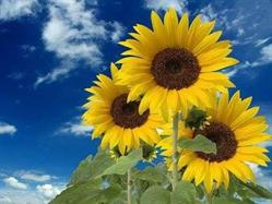 Horario de apertura Es Girasol Floristería, Maó