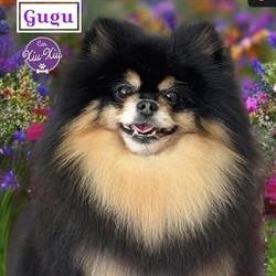 Horario de apertura Can Xiu-xiu Peluqueria-spa Y Boutique Canina, El Prat de Llobregat