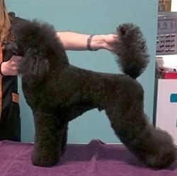 Horario de apertura Peluquería Canina Traviesos, Nájera