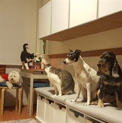 Centro Veterinario San Esteban en Gijón (Centro) - Horario de apertura