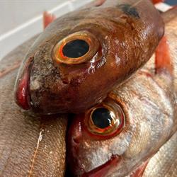 Horario de apertura Pescados La Ibérica, Zaragoza