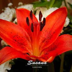 Horario de apertura Floristeria susana, Cuéllar